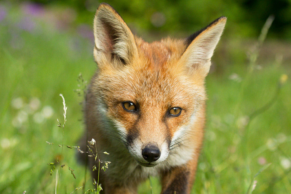 1409151606134718.jpg - Fox portrait