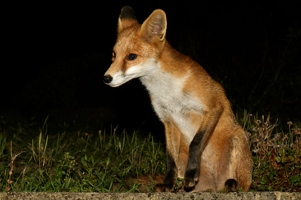 1409171009176151.jpg - Pretty Vixen at night