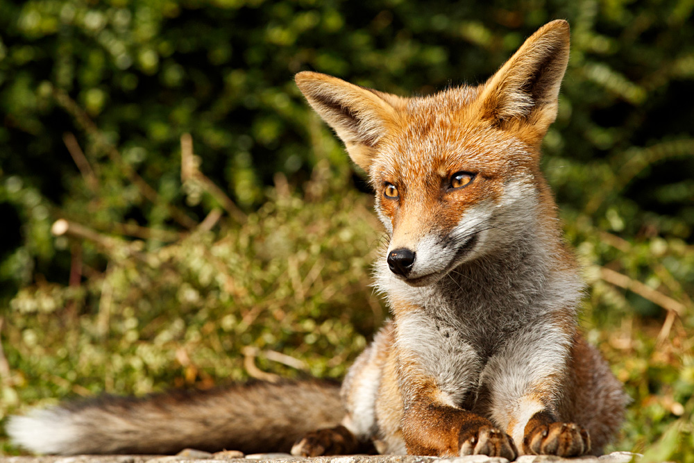 1409181409187084.jpg - Scamp relaxing in the garden