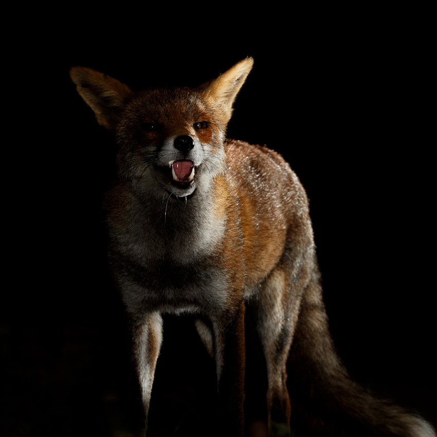 1409201409205400.jpg - Portrait of Wolfy