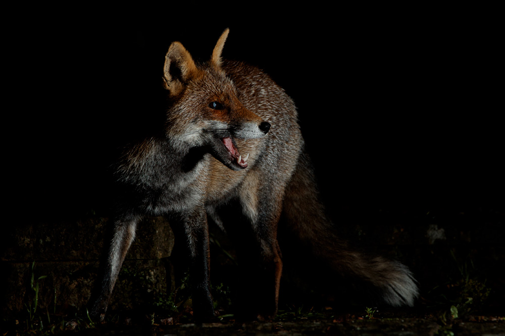 1410201410208427.jpg - Portrait of Wolfy