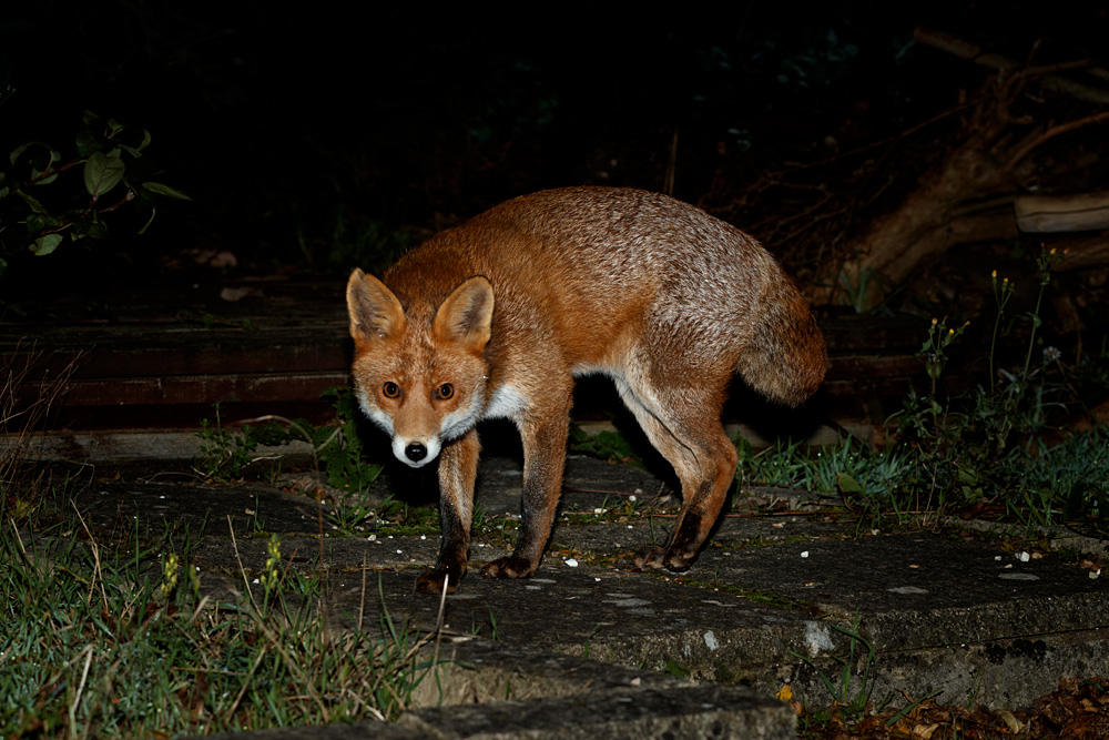 1410211210212597.jpg - Stumpy the vixen at night