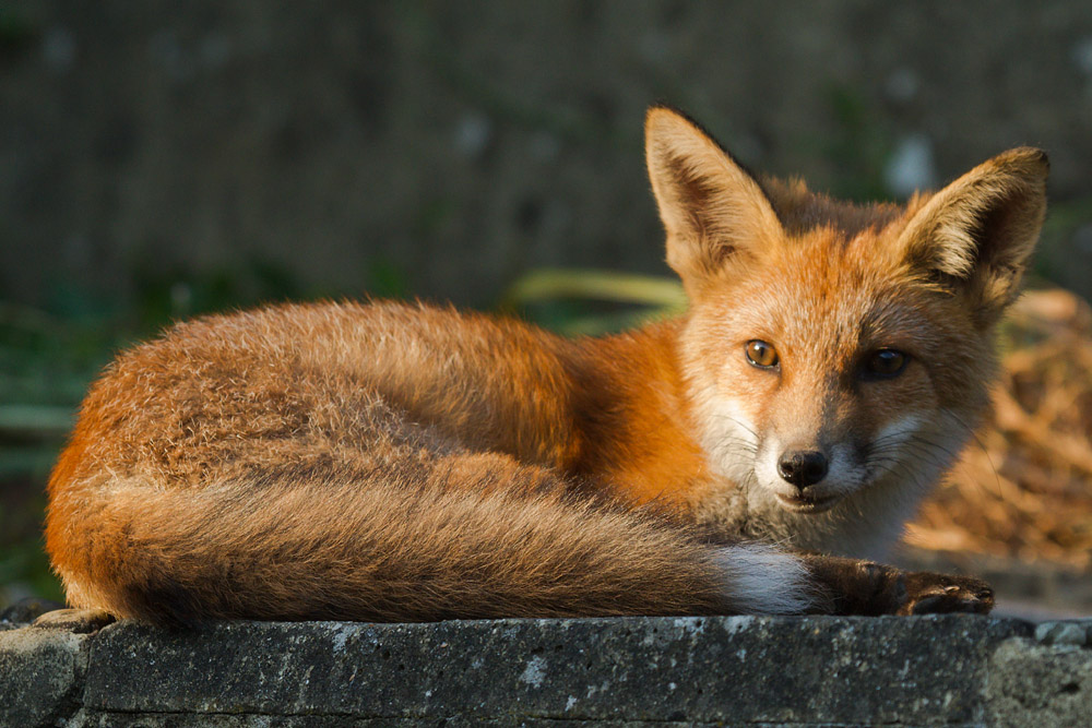 1411150707139239.jpg - Young fox