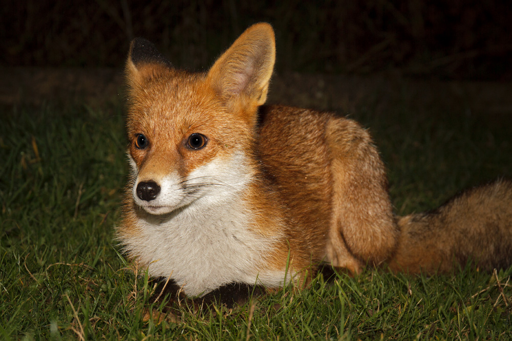 1411171411175657.jpg - Pretty Vixen