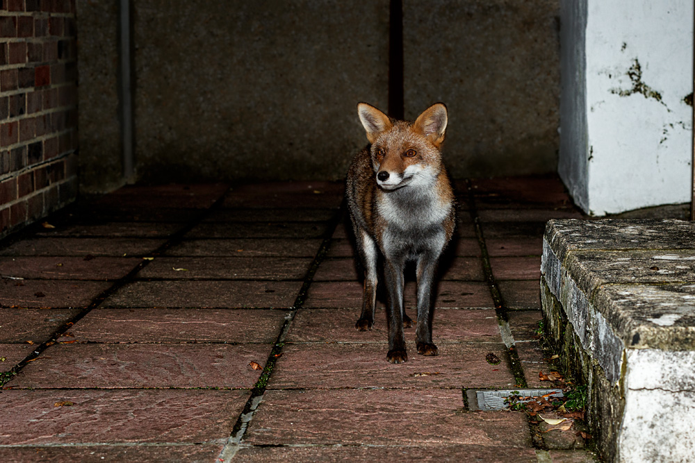 1411211311214621.jpg - Lopa at the front of the garden