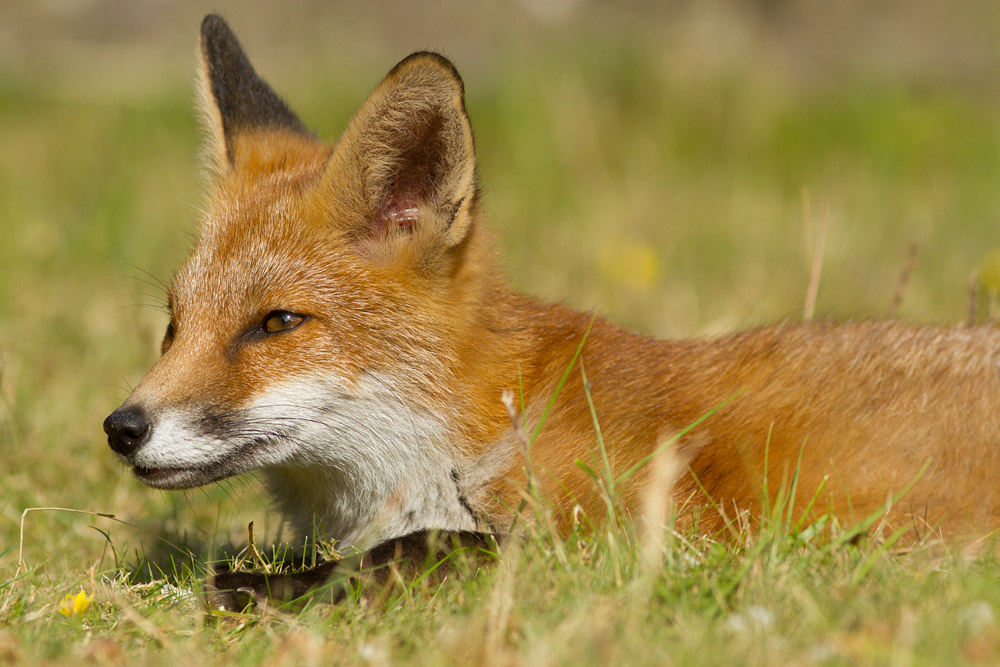 1412151807132542.jpg - Fox cub resting