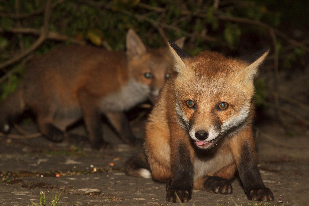 1412161905136881.jpg - Two fox cubs in the garden