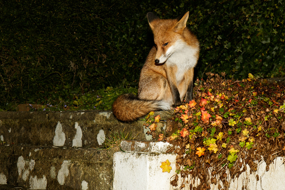 1412171012171295.jpg - Pretty Vixen on the steps