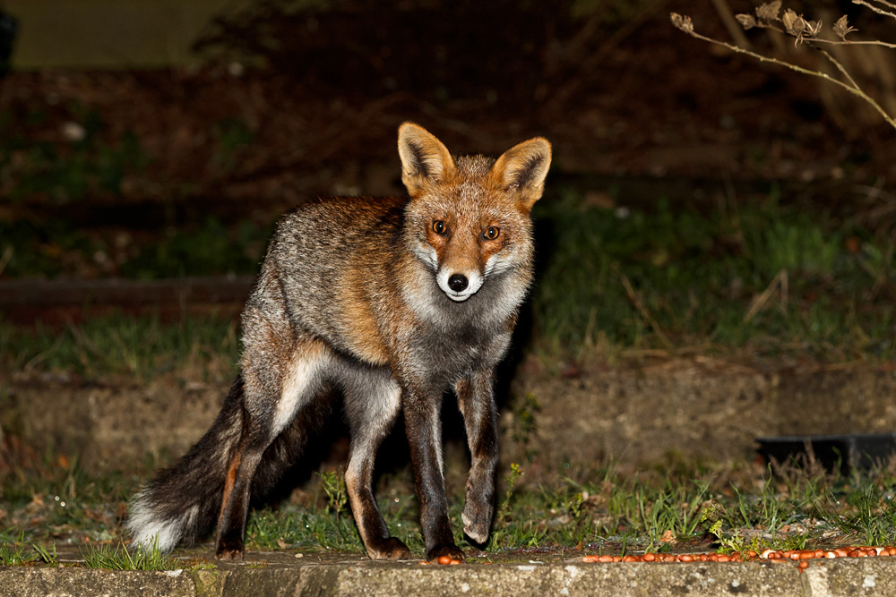 1412181412182475.jpg - Wolfy at night