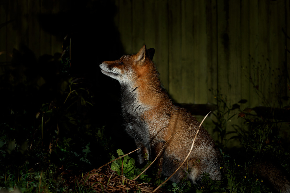 1412201412201491.jpg - Wolfy around the garden