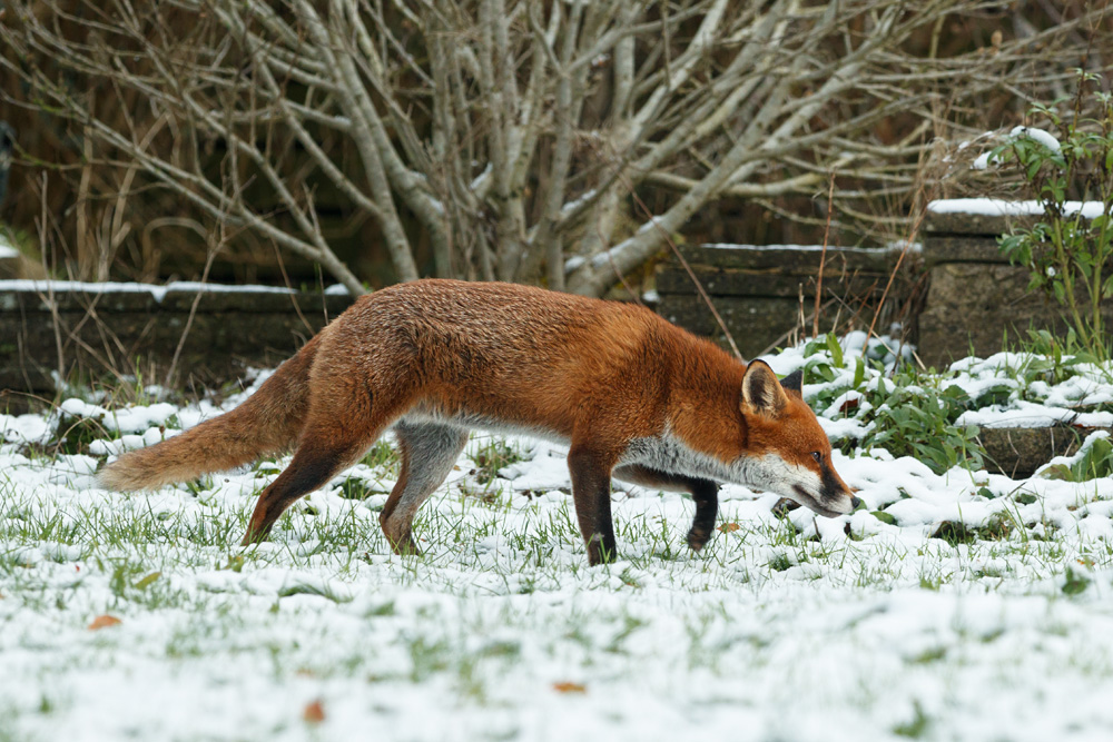 1412221312221687.jpg - Male fox (Stripe) in snow