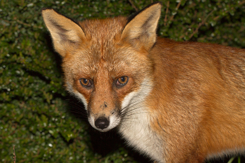 1501152102114693.jpg - Portrait of a fox at night