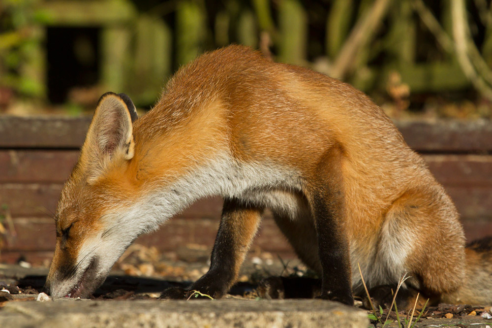 1501162407133572.jpg - Young fox on patio