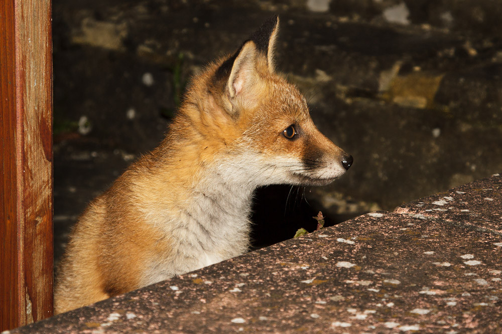 1501172405137959.jpg - A very patient fox cub