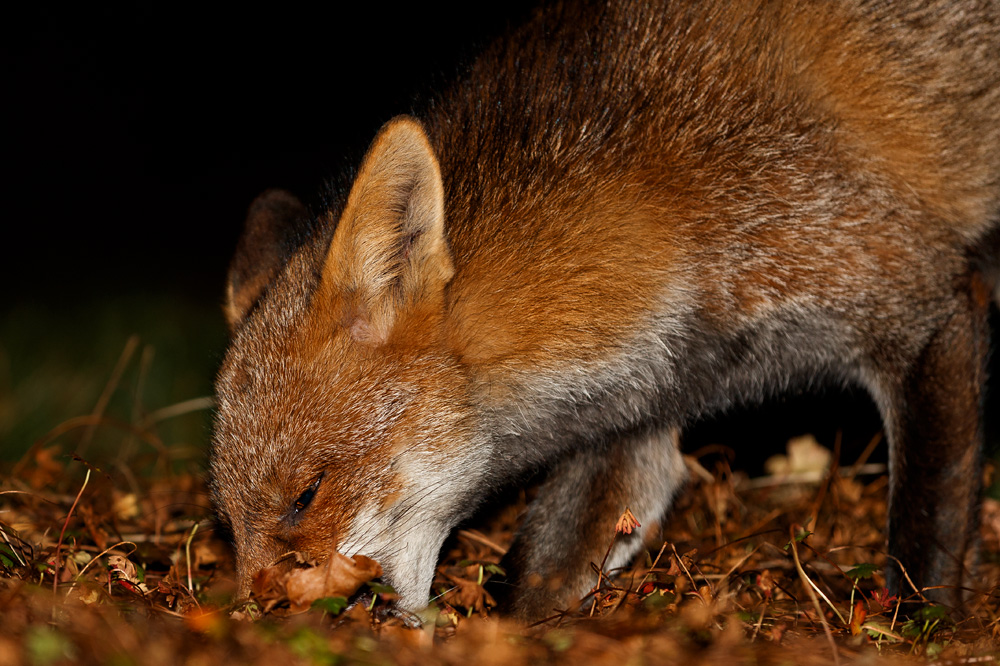 1501191401197543.jpg - Wolfy foraging