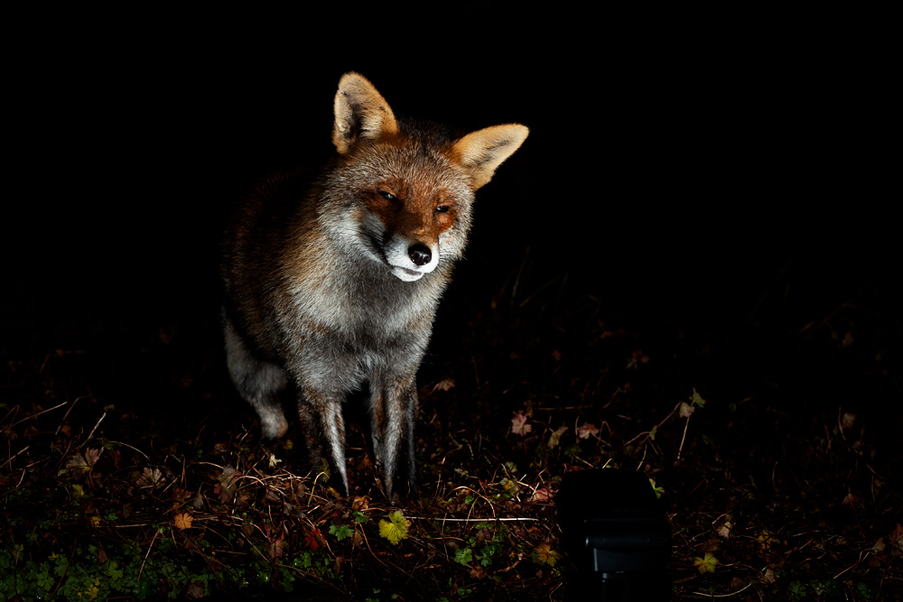 1501211401212978.jpg - Portrait of Wolfy