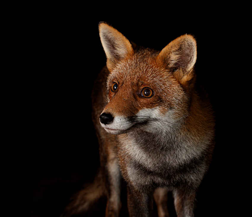 1501231401232583.jpg - Portrait of Lopa the vixen