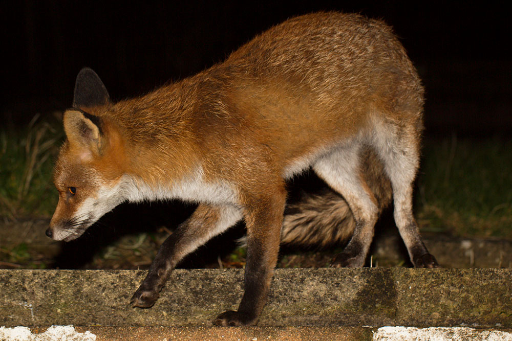 1502141402141337.jpg - fox in garden
