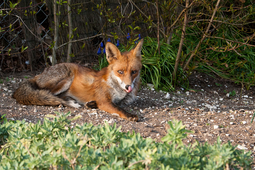 1502150104077745.jpg - Fox (Vulpes vulpes) relaxing in a suburban garden, East Sussex.