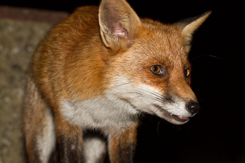 1502152203119890.jpg - Fox portrait
