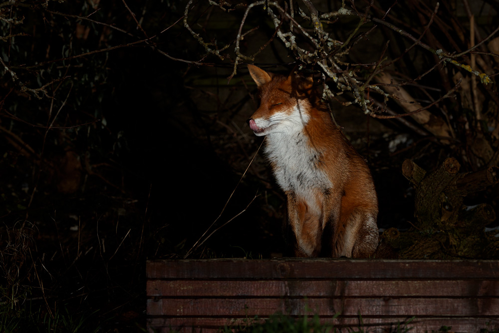 1502210902213628.jpg - Stumpy on the decking