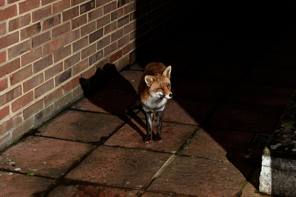 1502221502229014.jpg - Lopa on the patio