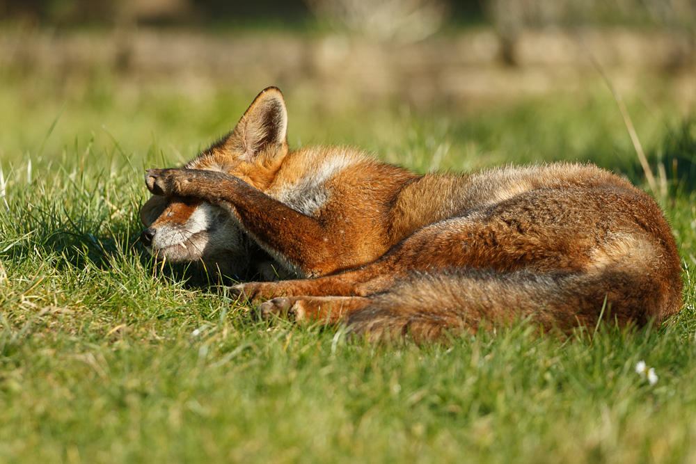 1502231402234574.jpg - Lopa relaxing in the sunshine