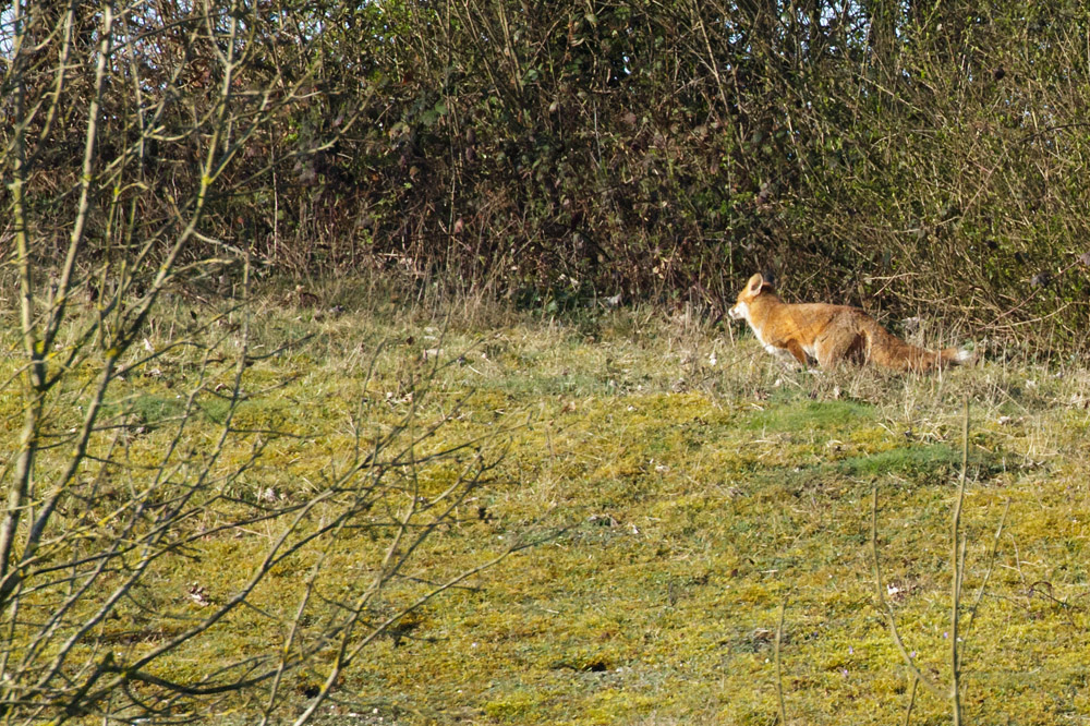 1504151404152125.jpg - Fox on slope at the rear of the University of Brighton campus, Falmer