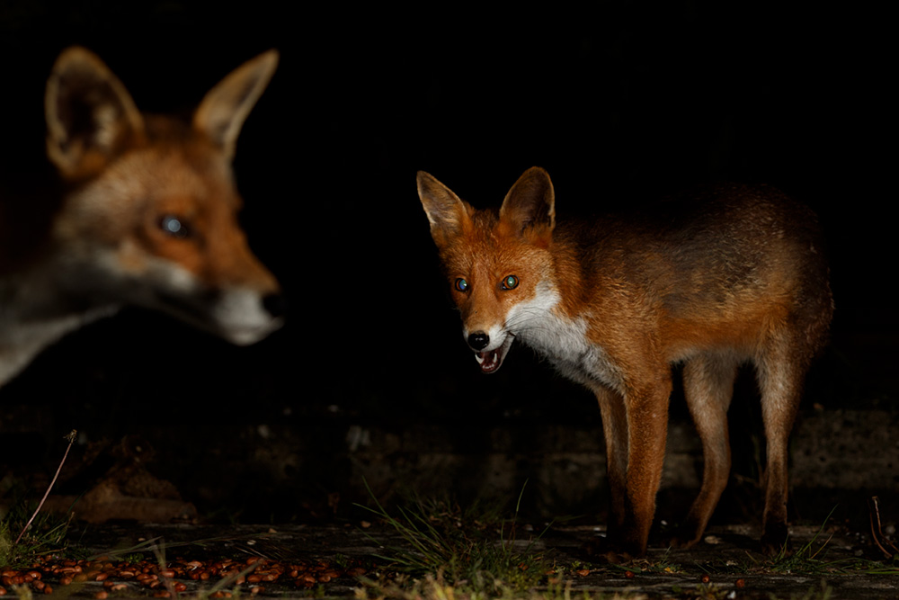 1505201405209532.jpg - Stumpy and Wolfy