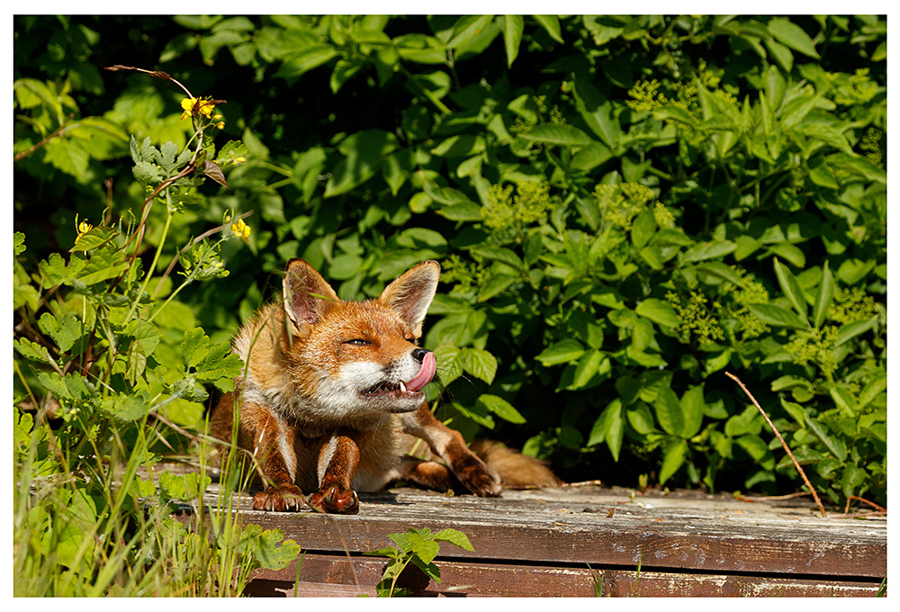 1505231505230837.jpg - Lopa in the sunshine