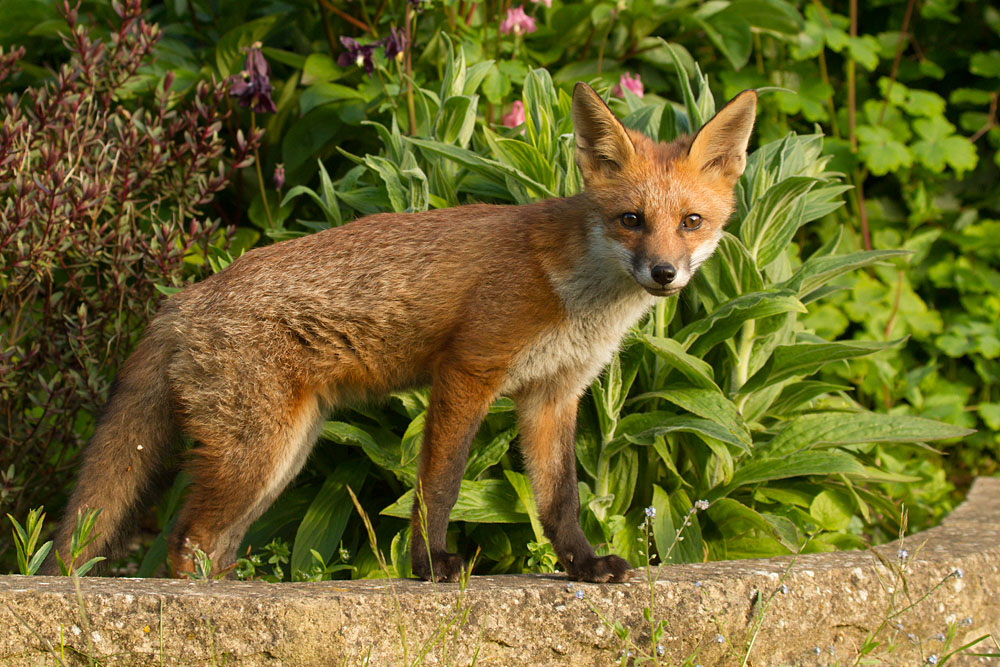 1506131406134478.jpg - Fox cub standing on low wall in suburban garden