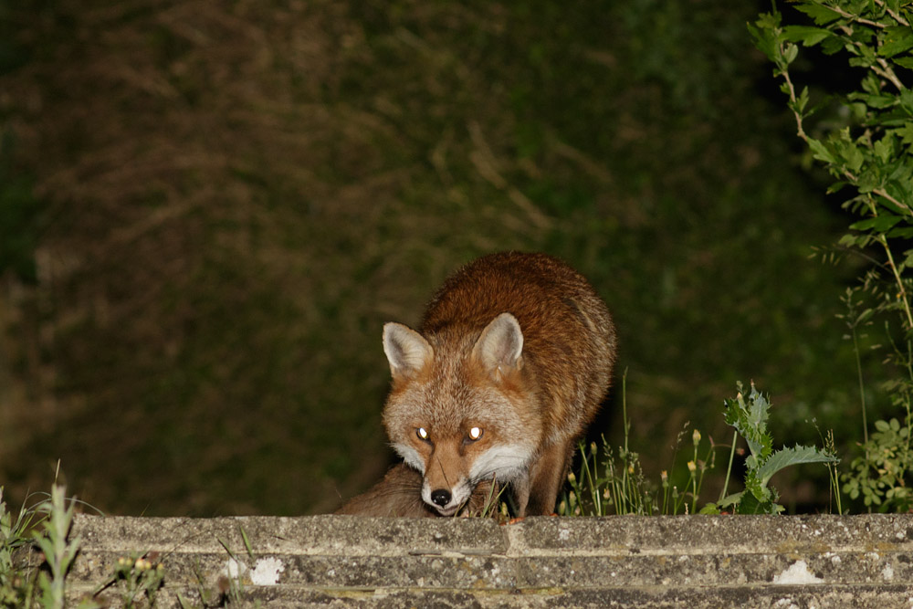 1506161506160300.jpg - Male fox in suburban garden