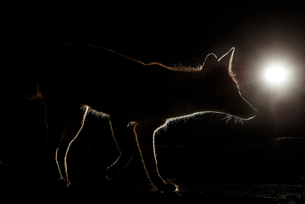 1506201506205448.jpg - Stumpy backlit