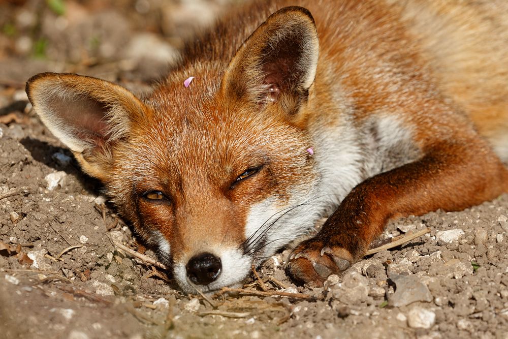 1506221506229330.jpg - Lopa sleeping in the borders