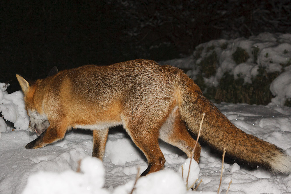 1507160801108596.jpg - Fox in snow