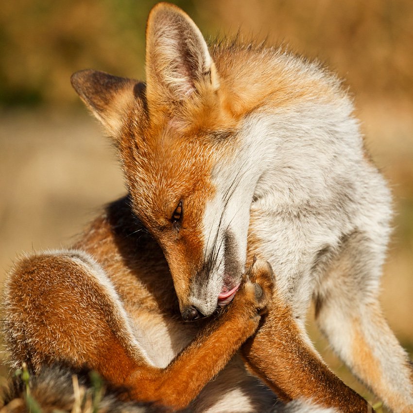 1507181507186491.jpg - Young fox grooming (Scamp)