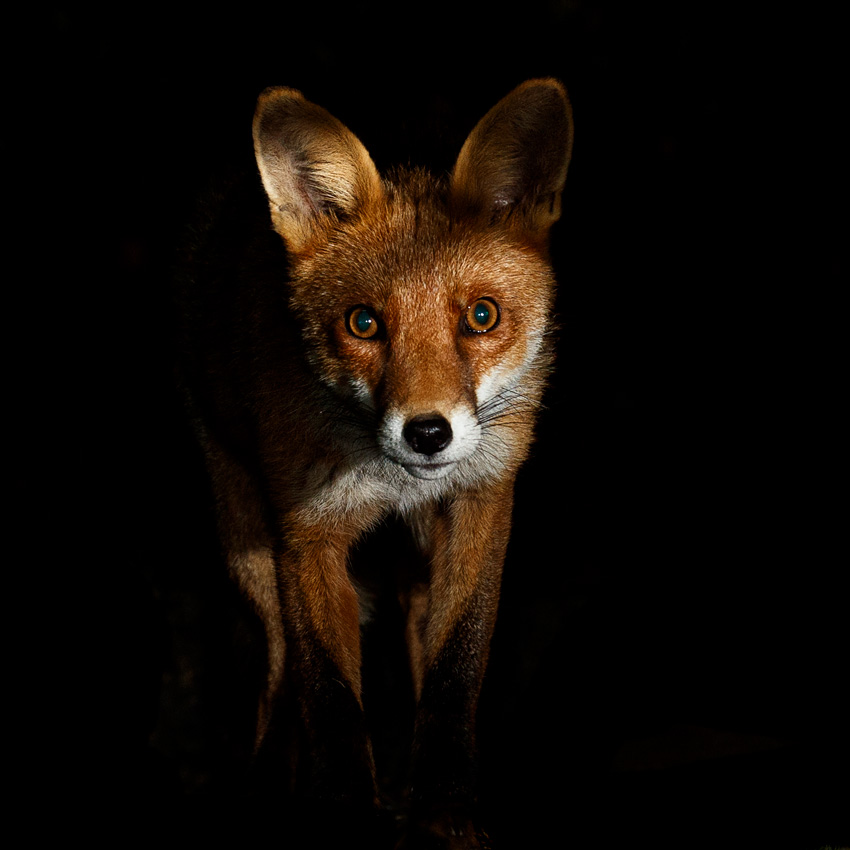 1507201507208159.jpg - Portrait of Longtail