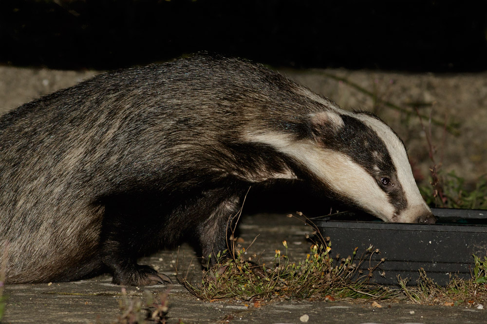 1508150708153081.jpg - Badger in garden drinking water