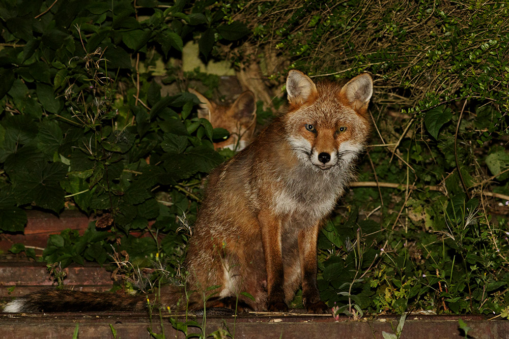 1508161408168558.jpg - Dog fox relaxing in garden, with second fox in rear