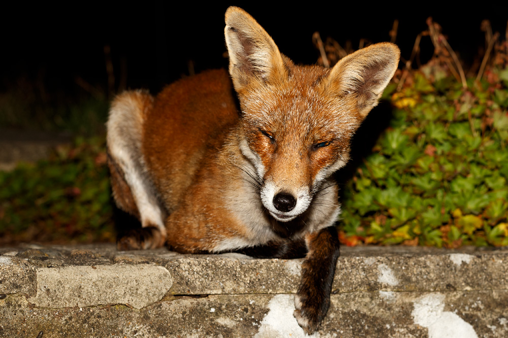 1508191408195625.jpg - Wolfy