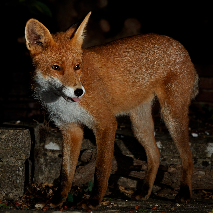 1508201508202201.jpg - Portrait of Stumpy
