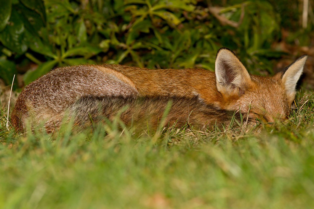 1509121409123665.jpg - Young fox sleeping in suburban garden.
