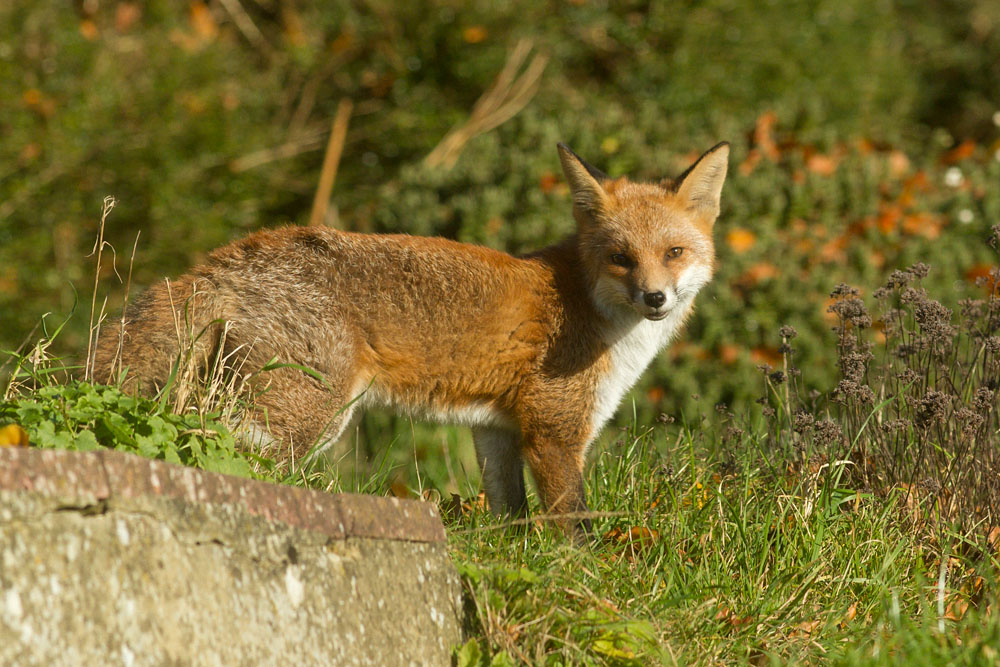 1509142311139257.jpg - Fox standing near low wall.