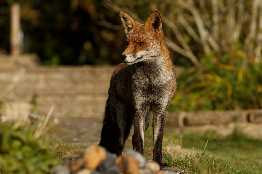 1509201509205568.jpg - Wolfy in the sunshine