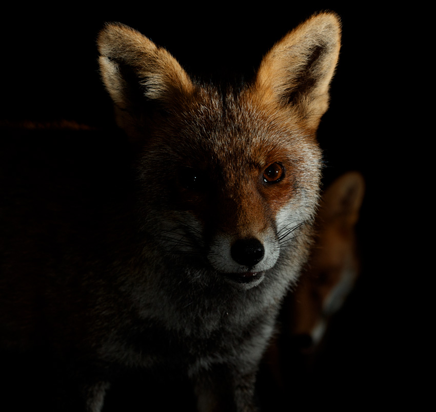 1510201510208482.jpg - Portrait of Wolfy
