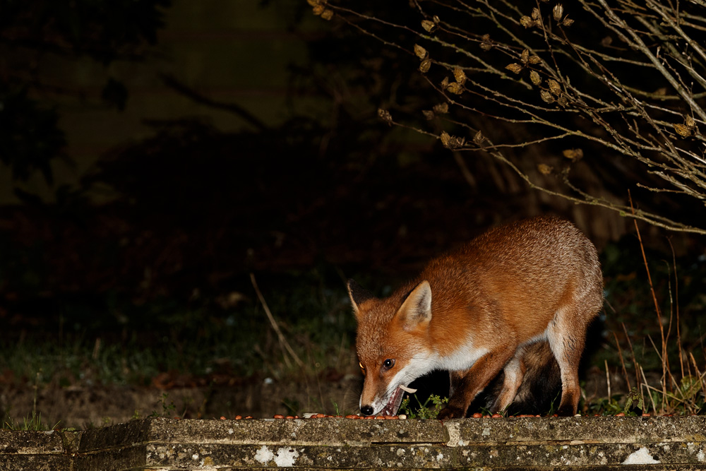 1511181511189080.jpg - Unidentified shy fox
