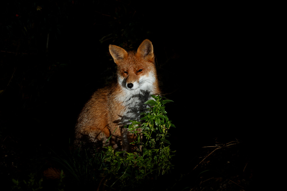 1511211411214713.jpg - Stumpy sitting in her corner