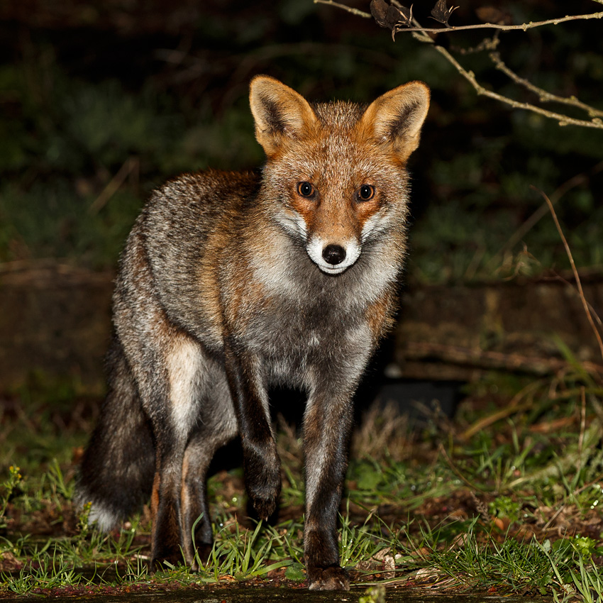 1512181512182504.jpg - Wolfy at night