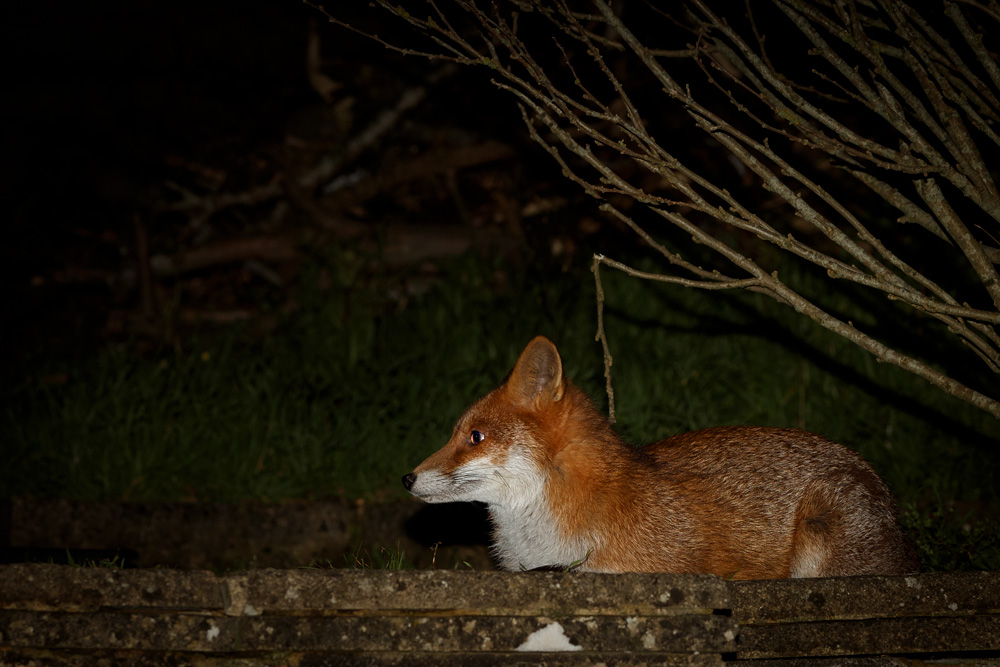 1512191612192945.jpg - Young fox (Stumpy)