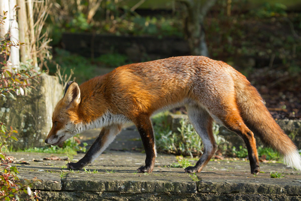 1601131301134338.jpg - Male adult fox (Vulpes vulpes) in a suburban garden.